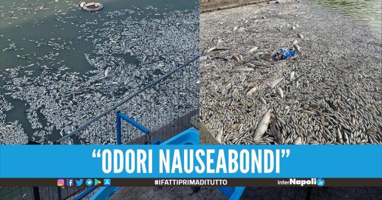 Moria di pesci a Castel Volturno, migliaia di esemplari galleggiano sull’acqua
