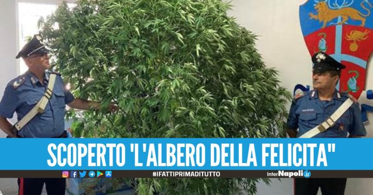 Scoperto nel Casertano 'l'albero della felicità', maxi pianta di cannabis di 3 metri 55enne nei guai