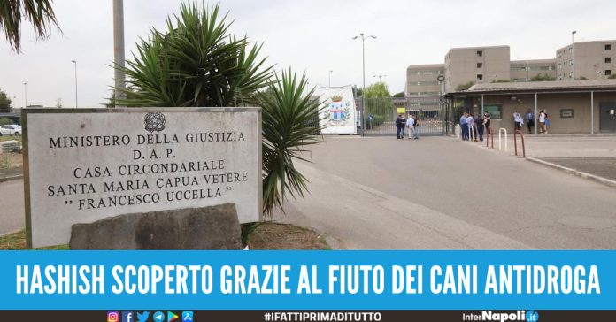 hashish in cella santa maria capua vetere