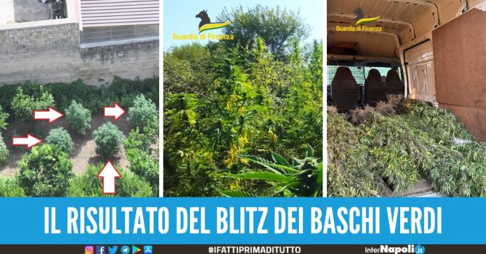 cannabis guardia di finanza caserta blitz