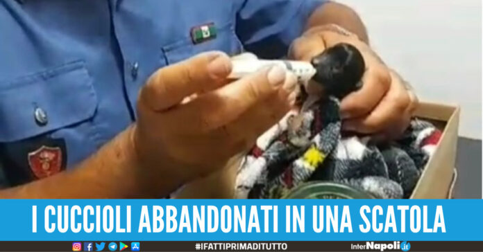 cagnolini abbandonati sessa aurunca