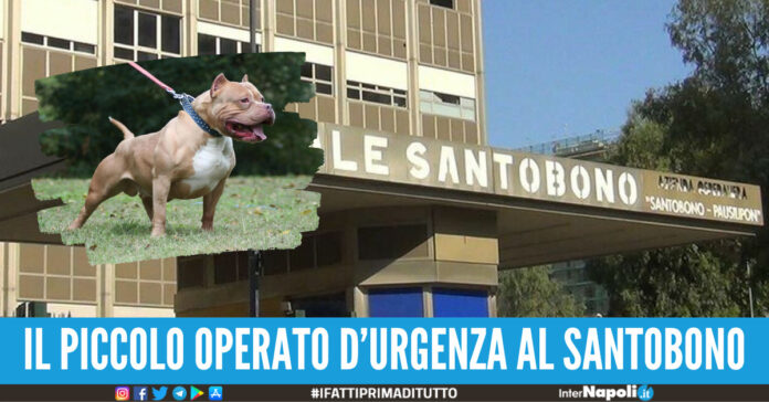 bimbo licola pitbull