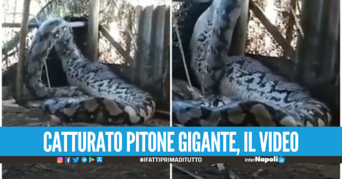 Catturato pitone gigante, avva appena mangiato una preda molto grande