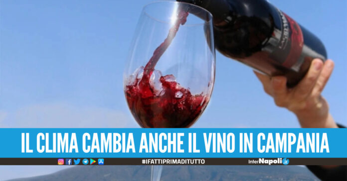 L’industria vinicola campana si adatta ai cambiamenti climatici, il caldo cambia la qualità del vino