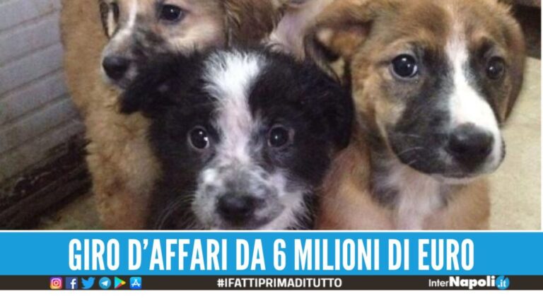 Traffico di cuccioli dall'Ungheria, confische e condanne a Napoli