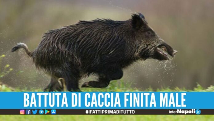 Cinghiale attacca il cacciatore nel Salernitano, 45enne finisce in ospedale