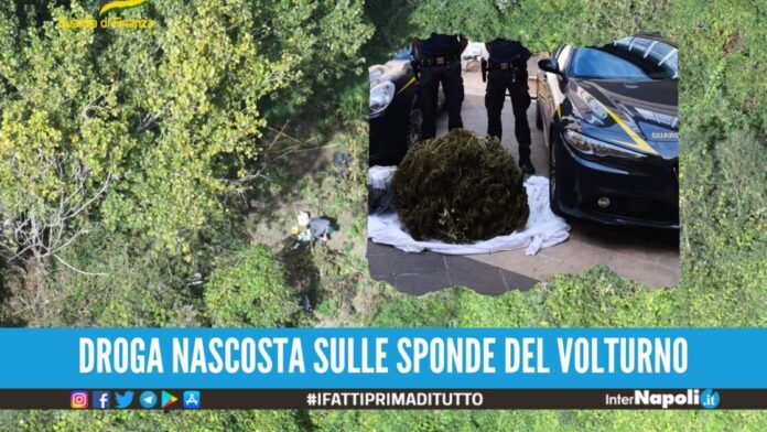 Sequestrati 45 kg di marijuana nel Casertano, colpo da 2 milioni di euro.