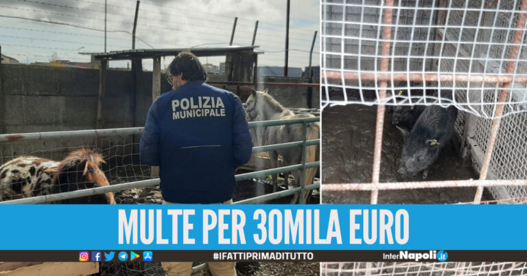 Animali maltrattati e detenuti in gabbie improvvisate, allevamento abusivo sequestrato a Ponticelli