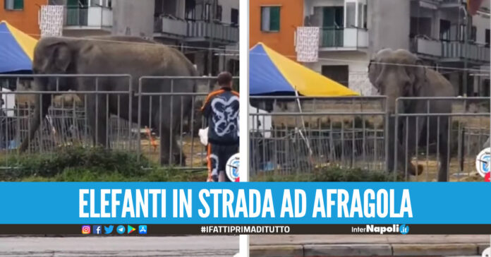 Elefanti di un circo tenuti sul ciglio della strada ad Afragola: 