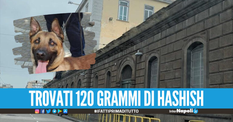 Droga in carcere, il cane Spike scova hashish a Poggioreale