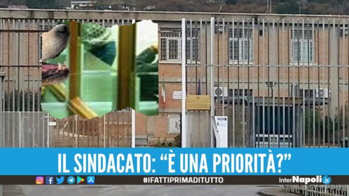 Detenuto rincontra il suo cane nel carcere di Salerno, è polemica
