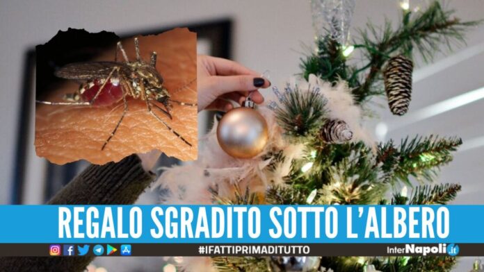 Le zanzare restano fino a Natale, la colpa è del caldo anomalo