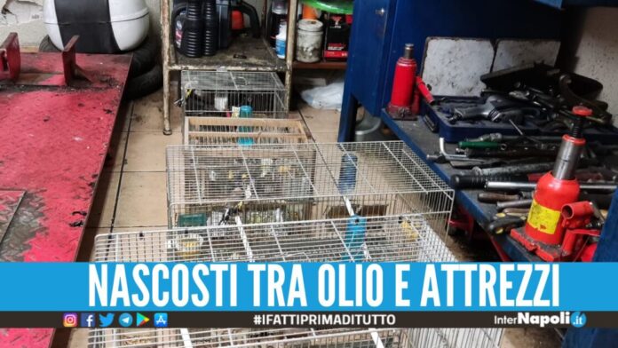 Cardellini nascosti nell'officina abusiva, blitz nel centro di Napoli