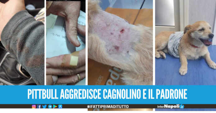 Paura a Sant'Arpino, padrone e cagnolino azzannati da un pitbull