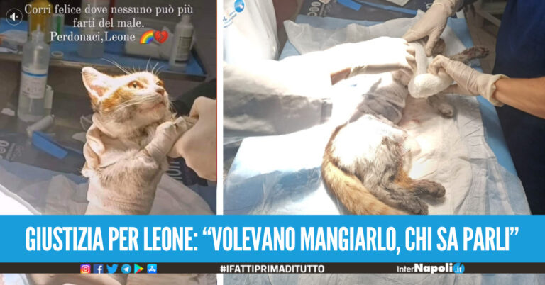 Gatto scuoiato vivo, fiaccolata ad Angri per Leone: taglia di 13mila euro per chi trova i colpevoli