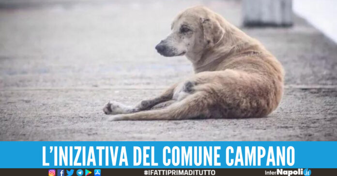 randagismo in campania