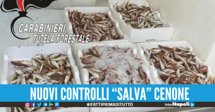 PRODOTTI ITTICI SEQUESTRATI AGRO AVERSANO