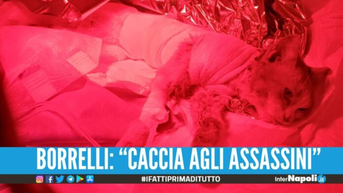 Scuoiato vivo nel Salernitano, il gattino Leone non ce l'ha fatta