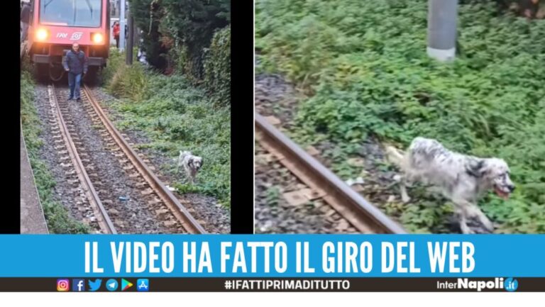 "C'è un cane sui binari", fermato il treno della Circumvesuviana