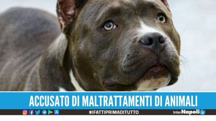 Taglia le orecchie al pitbull, il padrone di Arzano segnalato dagli animalisti