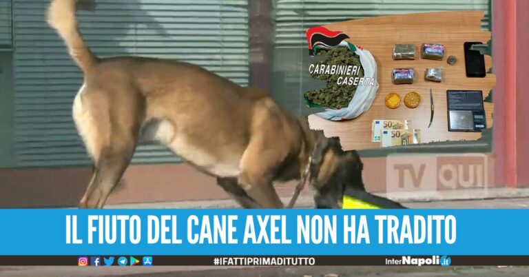Blitz antidroga nel Casertano, 23enne sorpreso con mezzo chilo di droga incastrato dal cane Axel