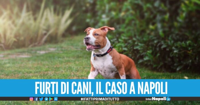 Cane sparito dal Nord, ritrovato a Napoli s'indaga sul possibile furto di cuccioli