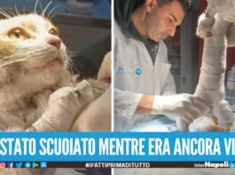 Il gatto Leone ucciso ad Angri, l'autopsia conferma: è stato scuoiato vivo