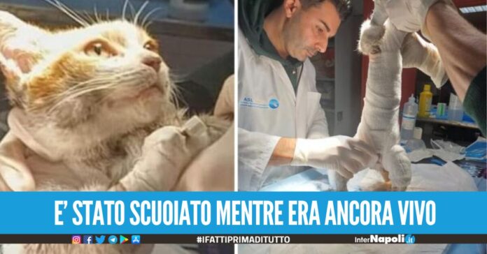 Il gatto Leone ucciso ad Angri, l'autopsia conferma: è stato scuoiato vivo