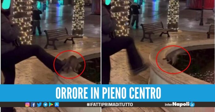 gatto annegato nella vasca