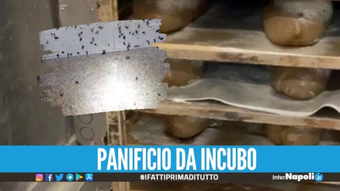 Pane e pizze al 'gusto' di insetti morti, chiuso il negozio a Qualiano