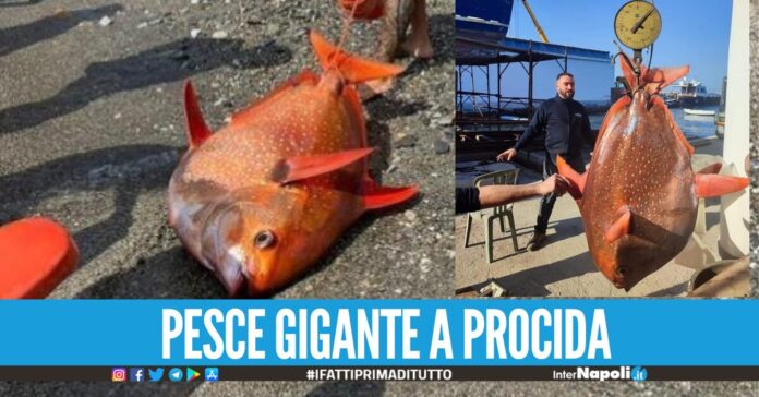Specie aliena a Procida: ritrovato un Pesce Re di oltre 45kg