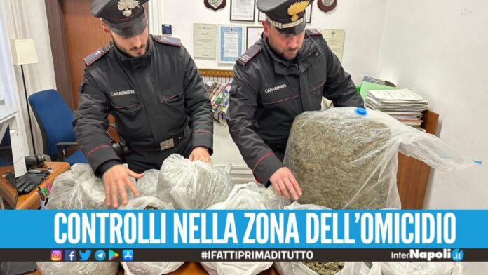 Scovati 33 kg di marijuana nel Napoletano, erano nascosti tra i rovi