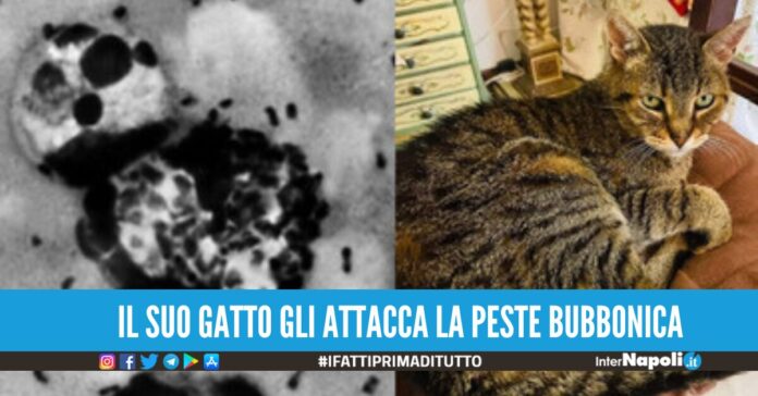 Caso di peste bubbonica in Oregon. La persona è stata infettata dal suo gatto.