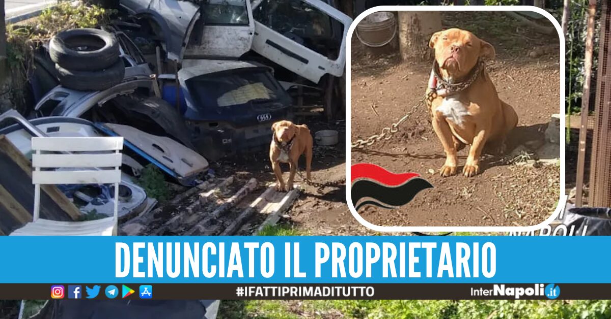 Legato a una catena e circondato dai rifiuti, pitbull liberato dai ...