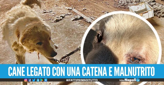 Cane legato ad una catena e abbandonato a Casoria senza acqua e cibo, scatta la denuncia