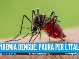 Allarme Dengue: la febbre spaccaossa può arrivare anche in Italia.