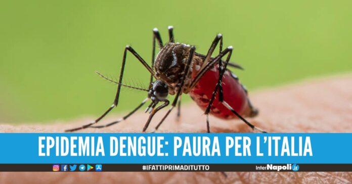 Allarme Dengue: la febbre spaccaossa può arrivare anche in Italia.