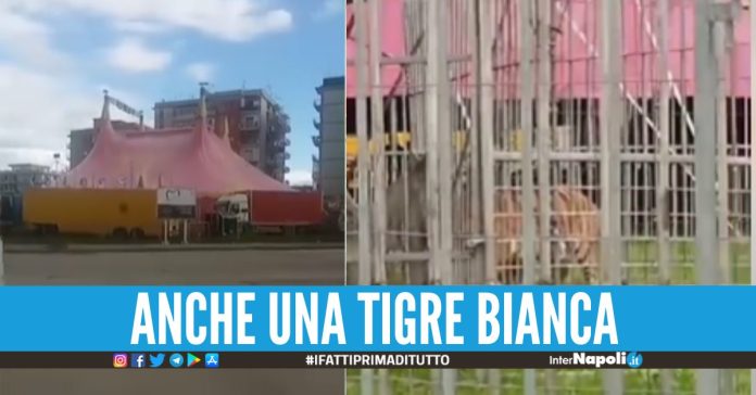 tigri