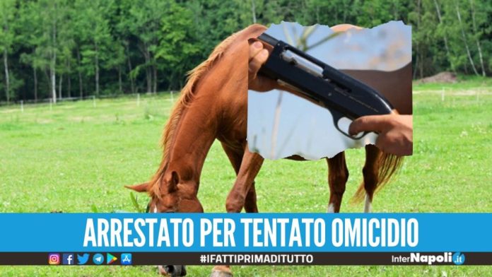 Paura in provincia di Napoli, spari dopo l'invasione di una cavalla nel suo terreno