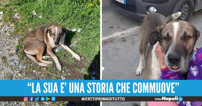 cane furia calvizzano