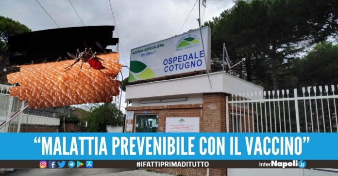 dengue cotugno