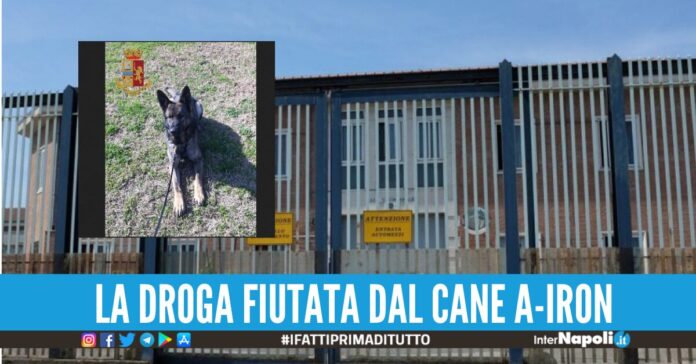 cane antidroga carcere avellino