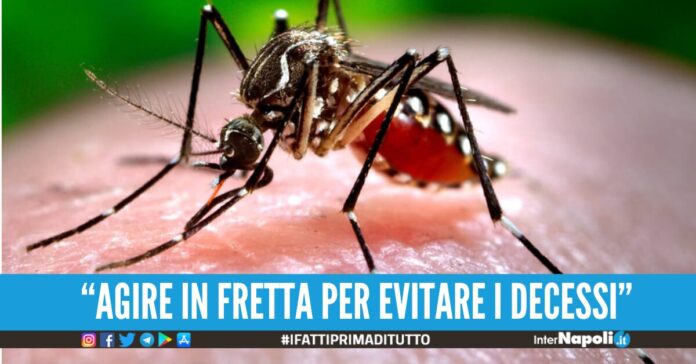 dengue