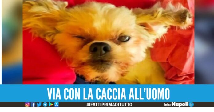 Muore dopo ore di agonia la cagnolina gettata dal finestrino dell'auto.