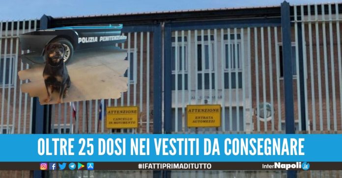 cocaina detenute avellino