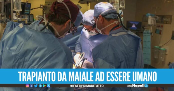 Primo trapianto di rene di maiale su un paziente, l’uomo è in notevole miglioramento