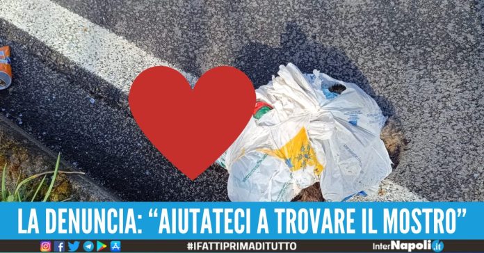 gatto torturato ucciso quarto