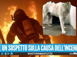 Casa divorata dalle fiamma a Villaricca, morto il cane degli abitanti