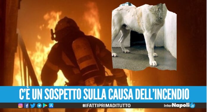 Casa divorata dalle fiamma a Villaricca, morto il cane degli abitanti