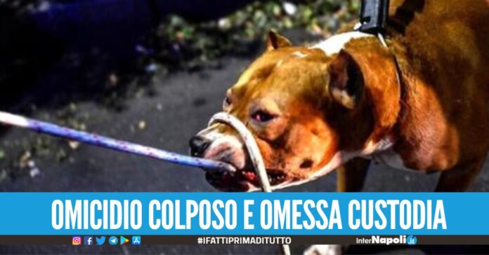 Bimbo di 15 mesi sbranato dai pitbull ad Eboli, 5 indagati mamma, zii e i padroni dei cani